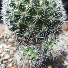 A photo of Mammillaria albilanata ssp. albilanata