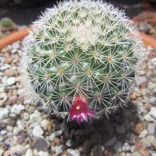 A photo of Mammillaria albilanata ssp. albilanata