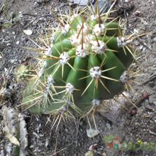 A photo of Echinopsis candicans