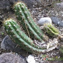 A photo of Echinopsis candicans