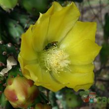 A photo of Opuntia monacantha