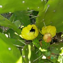 A photo of Opuntia monacantha