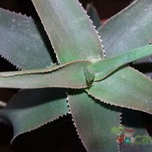 Una foto de Aloe ciliaris
