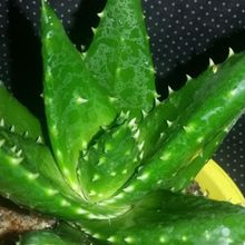 A photo of Aloe brevifolia