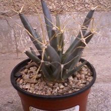 A photo of Leuchtenbergia principis