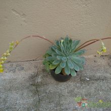 A photo of Echeveria pulidonis