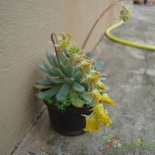 A photo of Echeveria pulidonis