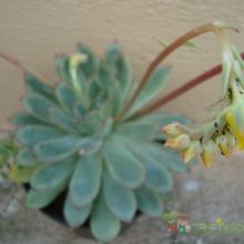 A photo of Echeveria pulidonis