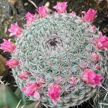 Foto de un cactus que se está identificando actualmente