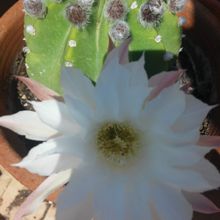 Una foto de Mammillaria haageana ssp haageana