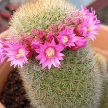 Una foto de Mammillaria haageana ssp haageana