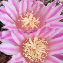 Una foto de Mammillaria haageana ssp haageana