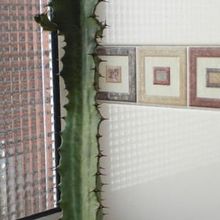 Una foto de Euphorbia trigona