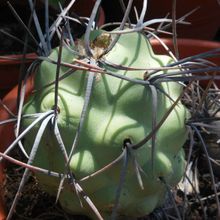 Una foto de Tephrocactus aoracanthus