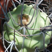 Una foto de Tephrocactus aoracanthus