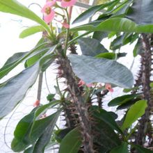A photo of Euphorbia milii var. splendens