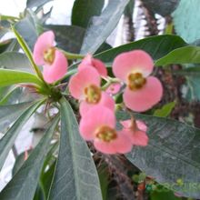 A photo of Euphorbia milii var. splendens