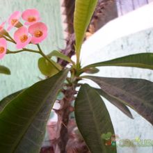 A photo of Euphorbia milii var. splendens