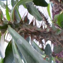 A photo of Euphorbia milii var. splendens