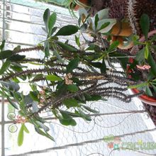 A photo of Euphorbia milii var. splendens