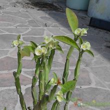 A photo of Euphorbia pteroneura