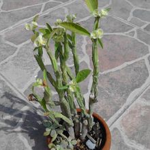 A photo of Euphorbia pteroneura