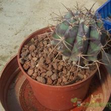 Una foto de Echinocactus platyacanthus