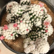 A photo of Mammillaria gracilis cv. oruga blanca