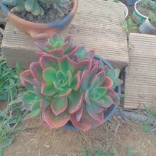 Foto de un cactus que se está identificando actualmente