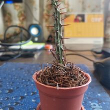 A photo of Euphorbia aeruginosa