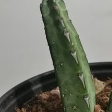 Una foto de Euphorbia heterochroma