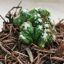 Una foto de Cereus peruvianus fma. monstruosa