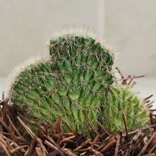 Photo of a cactus currently being identified