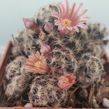 Una foto de Mammillaria schiedeana ssp. giselae