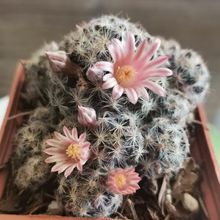 Una foto de Mammillaria schiedeana ssp. giselae