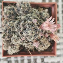Una foto de Mammillaria schiedeana ssp. giselae