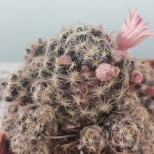 Una foto de Mammillaria schiedeana ssp. giselae
