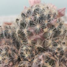 Una foto de Mammillaria schiedeana ssp. giselae