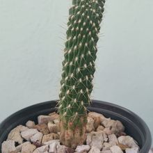 A photo of Cylindropuntia fulgida fma. monstruosa
