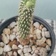 A photo of Cylindropuntia fulgida fma. monstruosa