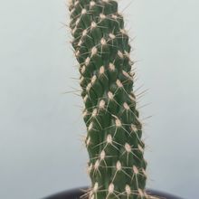 A photo of Cylindropuntia fulgida fma. monstruosa
