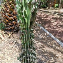 Una foto de Cereus hildmannianus f. monstruosa