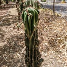 Una foto de Cereus hildmannianus f. monstruosa