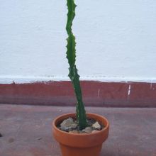 A photo of Euphorbia grandidens
