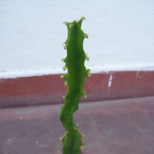 A photo of Euphorbia grandidens