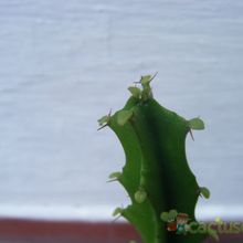 A photo of Euphorbia grandidens