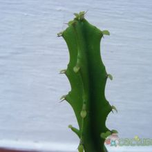 A photo of Euphorbia grandidens
