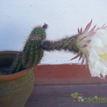 Una foto de Echinopsis lamprochlora