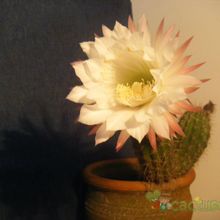 Una foto de Echinopsis lamprochlora