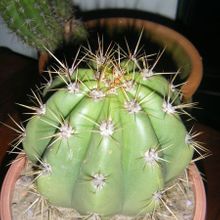 Una foto de Echinopsis candicans
